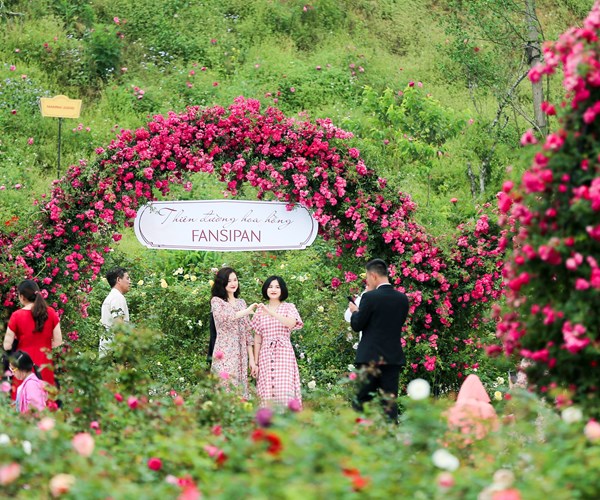 Đẹp ngỡ ngàng thung lũng hoa hồng lớn nhất Việt Nam - Anh 4