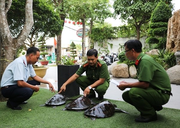 Kiên Giang vận động người dân thả 3 cá thể rùa biển về biển - Anh 1