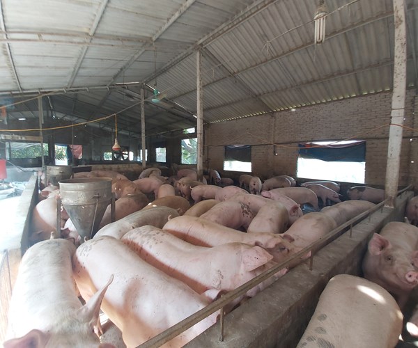 Sẽ nhập khẩu lợn sống để hạ giá lợn hơi trong nước - Anh 1