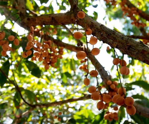 Kiên Giang phát triển kinh tế từ vườn cây du lịch sinh thái - Anh 1