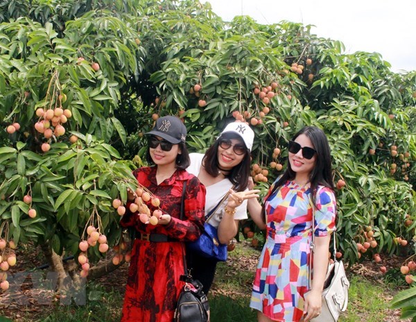 Bắc Giang mùa vải chín - điểm du lịch hấp dẫn trong mùa Hè - Anh 1