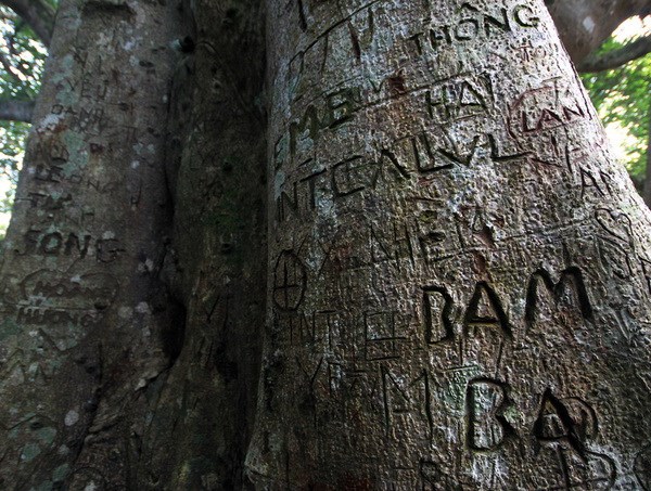 Cây đa gần ngàn năm tuổi đang bị… “tổn thọ” - Anh 2