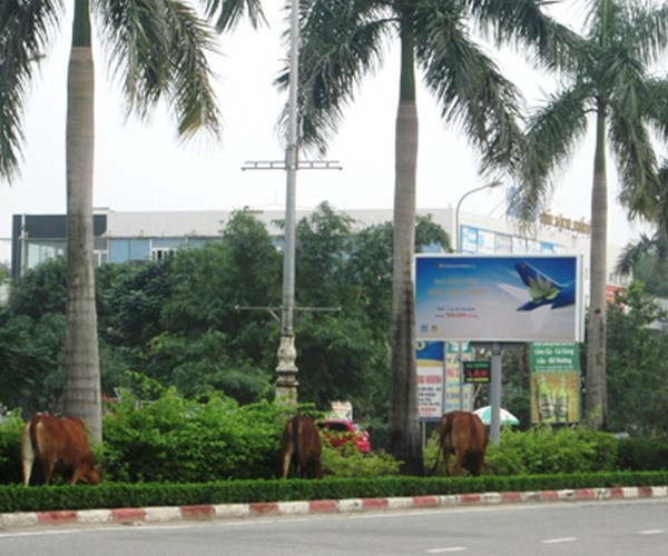 Nghệ An: Khó khăn trong xử lý tình trạng thả rông trâu, bò - Anh 1