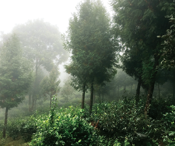 Đất hoang đã trở thành rừng pơ mu, sa mu - Anh 1
