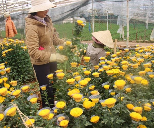 Làng hoa vào mùa... tất bật - Anh 1
