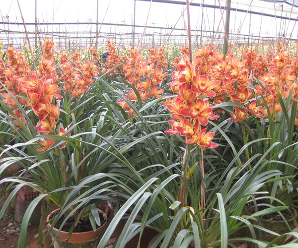 Hoa Đà Lạt nở sớm, nông dân thất thu nặng - Anh 1