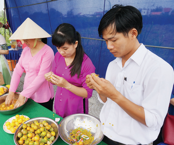 Làng quất cảnh Hội An rộn ràng vụ Tết - Anh 2