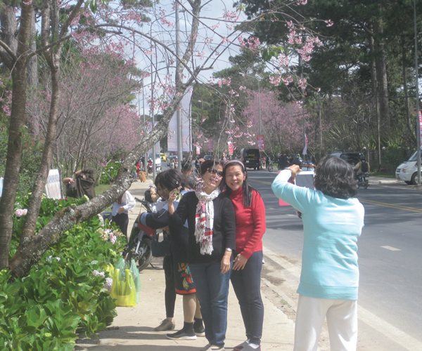 Xốn xang hoa Mai anh đào Đà Lạt - Anh 1