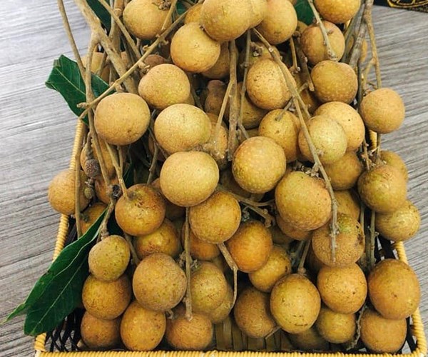 Hoa quả Việt Nam xuất khẩu trở lại sang Mỹ - Anh 1