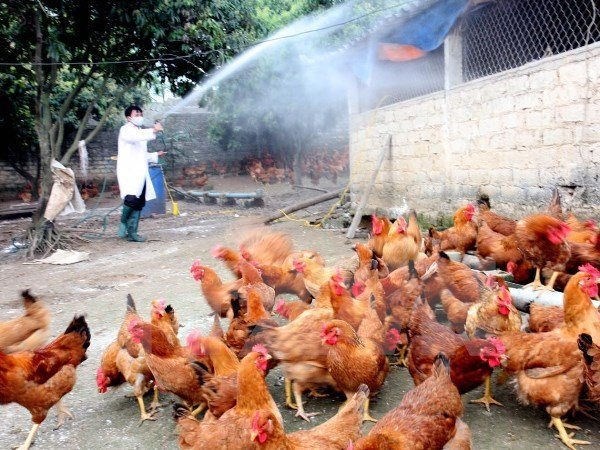 Quyết liệt kiểm soát, phòng, chống bệnh cúm gia cầm - Anh 1