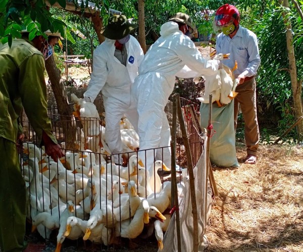 Quảng Trị tập trung khống chế dịch cúm gia cầm A/H5N6 - Anh 1