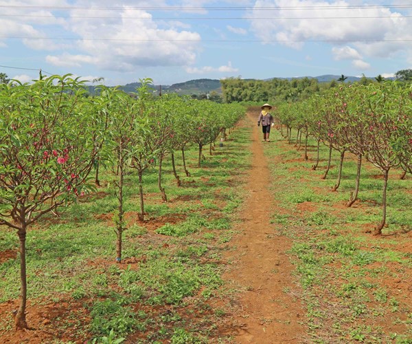 Đào Nhật Tân khoe sắc trên cao nguyên Lâm Đồng - Anh 1