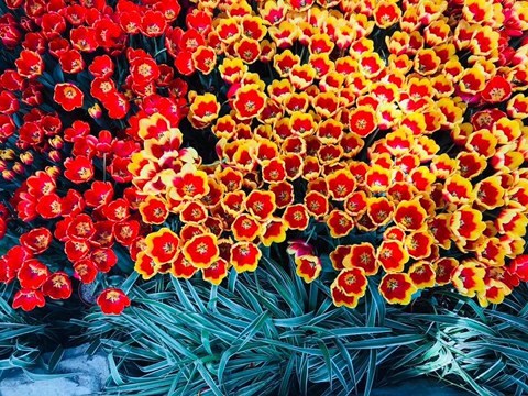 RA MẮT LỄ HỘI TULIP LỚN NHẤT VIỆT NAM TẠI VINPEARL NHA TRANG - Anh 1