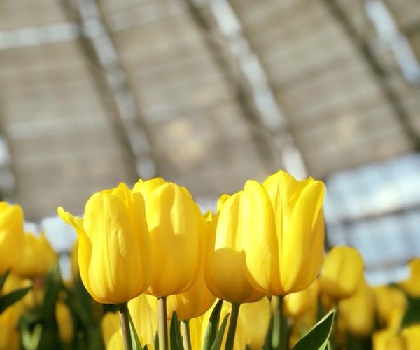 RA MẮT LỄ HỘI TULIP LỚN NHẤT VIỆT NAM TẠI VINPEARL NHA TRANG - Anh 3