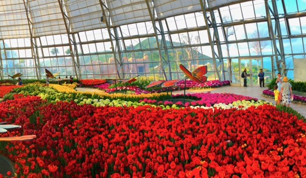 RA MẮT LỄ HỘI TULIP LỚN NHẤT VIỆT NAM TẠI VINPEARL NHA TRANG - Anh 5