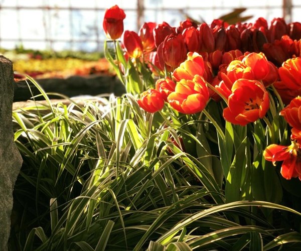 RA MẮT LỄ HỘI TULIP LỚN NHẤT VIỆT NAM TẠI VINPEARL NHA TRANG - Anh 6