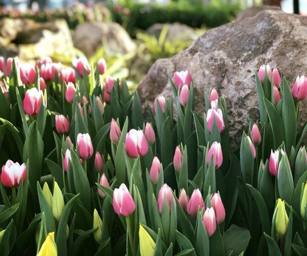 RA MẮT LỄ HỘI TULIP LỚN NHẤT VIỆT NAM TẠI VINPEARL NHA TRANG - Anh 7