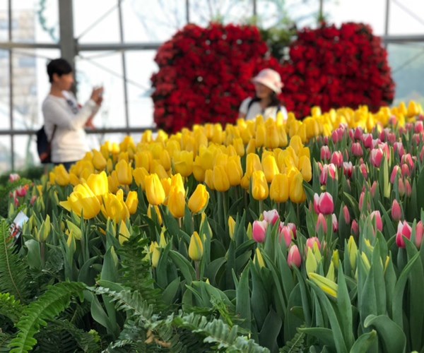 RA MẮT LỄ HỘI TULIP LỚN NHẤT VIỆT NAM TẠI VINPEARL NHA TRANG - Anh 4