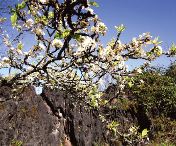 Những ngày này hoa mận đã bắt đầu nở - Anh 1