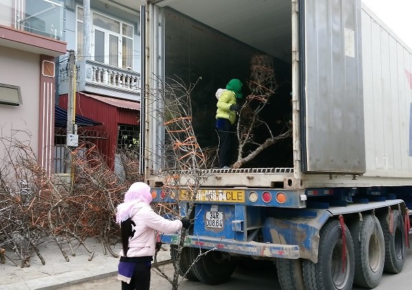 Đào rừng chơi Tết: Giá cao nhất 40 triệu đồng, ùn ùn về xuôi - Anh 1
