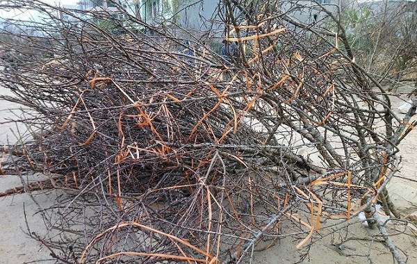 Đào rừng chơi Tết: Giá cao nhất 40 triệu đồng, ùn ùn về xuôi - Anh 5