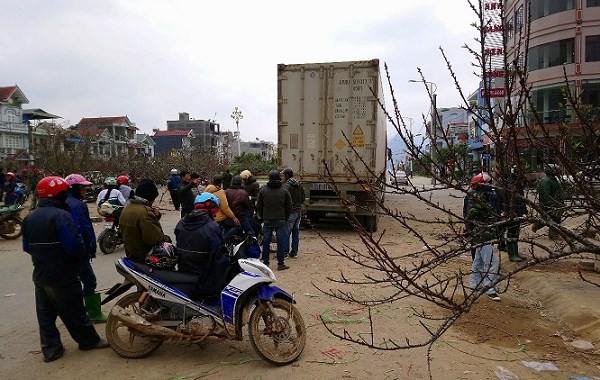 Đào rừng chơi Tết: Giá cao nhất 40 triệu đồng, ùn ùn về xuôi - Anh 3