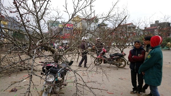 Đào rừng chơi Tết: Giá cao nhất 40 triệu đồng, ùn ùn về xuôi - Anh 4