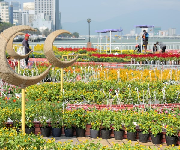 Sông Hàn Tết này đẹp lộng lẫy với con đường hoa Xuân sắc màu - Anh 1