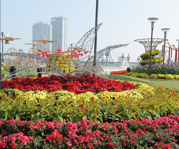 Sông Hàn Tết này đẹp lộng lẫy với con đường hoa Xuân sắc màu - Anh 2