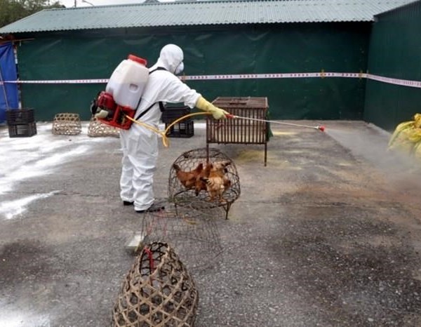 Quảng Ninh: Khoanh vùng khống chế dịch cúm gia cầm H5N6 ở huyện Hải Hà - Anh 1