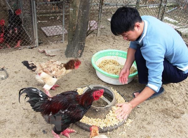 Vật nuôi đặc sản đắt hàng vụ Tết Nguyên Đán Tân Sửu 2021 - Anh 1