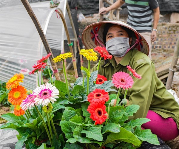 Giá hoa Tây Tựu xuống thấp, người trồng gặp nhiều khó khăn - Anh 10
