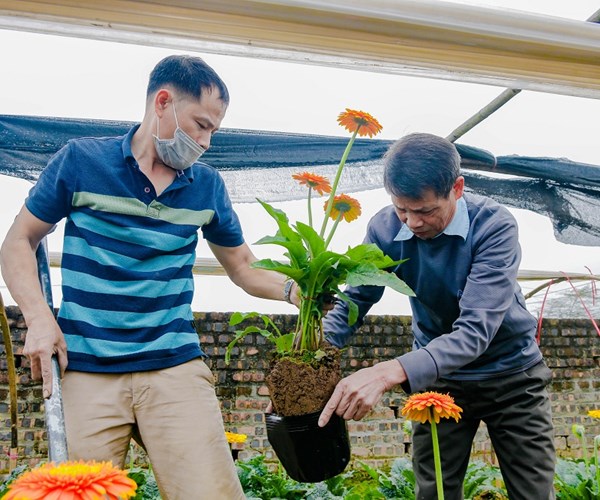 Giá hoa Tây Tựu xuống thấp, người trồng gặp nhiều khó khăn - Anh 1
