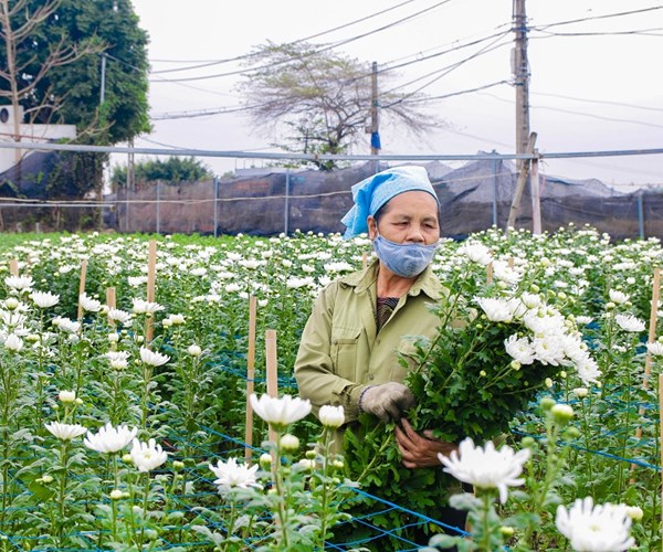 Giá hoa Tây Tựu xuống thấp, người trồng gặp nhiều khó khăn - Anh 3