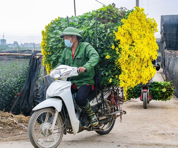Giá hoa Tây Tựu xuống thấp, người trồng gặp nhiều khó khăn - Anh 12