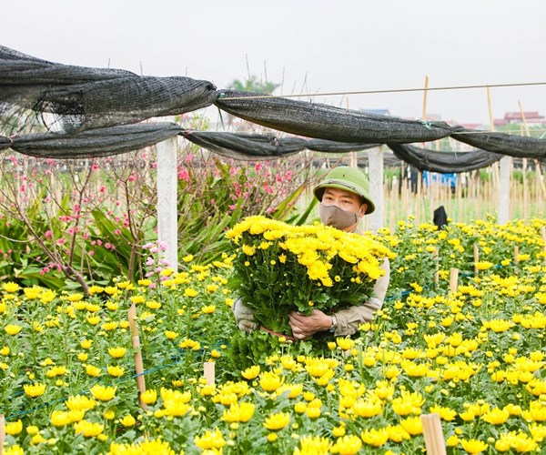 Giá hoa Tây Tựu xuống thấp, người trồng gặp nhiều khó khăn - Anh 2