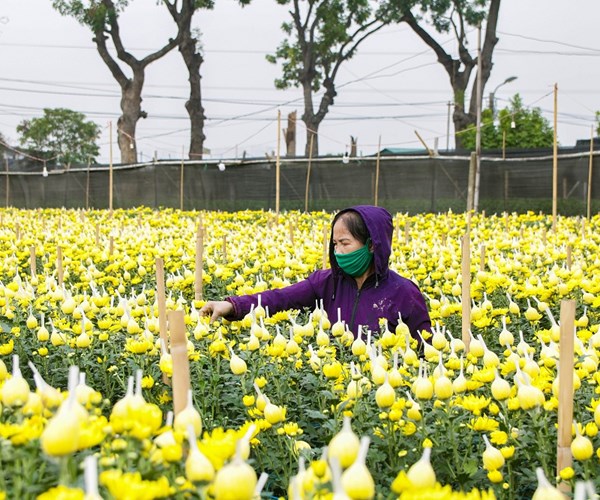 Giá hoa Tây Tựu xuống thấp, người trồng gặp nhiều khó khăn - Anh 4