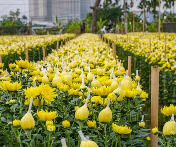 Giá hoa Tây Tựu xuống thấp, người trồng gặp nhiều khó khăn - Anh 7