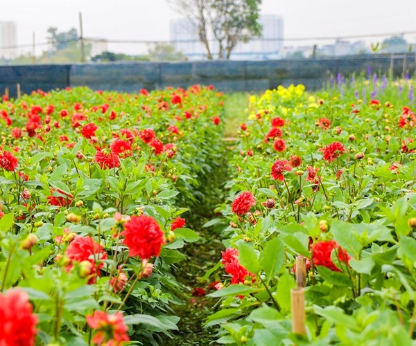 Giá hoa Tây Tựu xuống thấp, người trồng gặp nhiều khó khăn - Anh 8