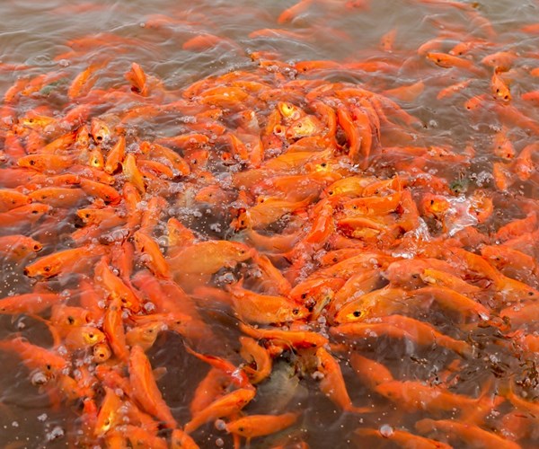 Chợ cá chép đỏ lớn nhất miền Bắc nhộn nhịp trước Tết ông Công, ông Táo - Anh 5
