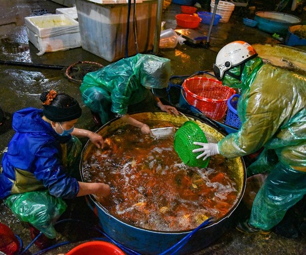 Chợ cá chép đỏ lớn nhất miền Bắc nhộn nhịp trước Tết ông Công, ông Táo - Anh 3