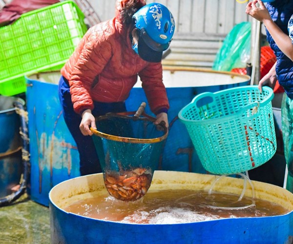 Chợ cá chép đỏ lớn nhất miền Bắc nhộn nhịp trước Tết ông Công, ông Táo - Anh 9