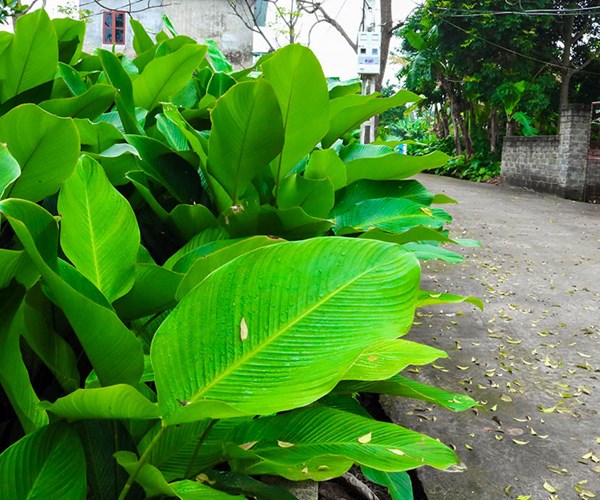 Người dân Trảng Cát hối hả thu hoạch lá dong đón Tết - Anh 1