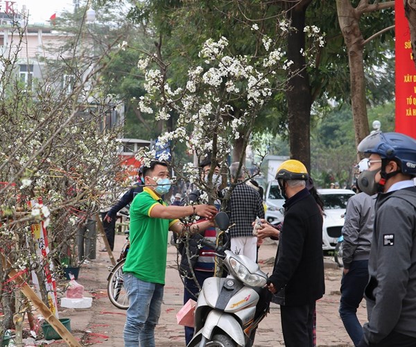 Hoa lê trắng xuống phố, người dân háo hức tìm mua - Anh 13