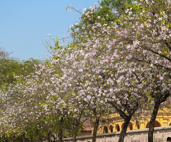 Sắc hoa Tây Bắc nở rộ giữa lòng Hà Nội - Anh 3