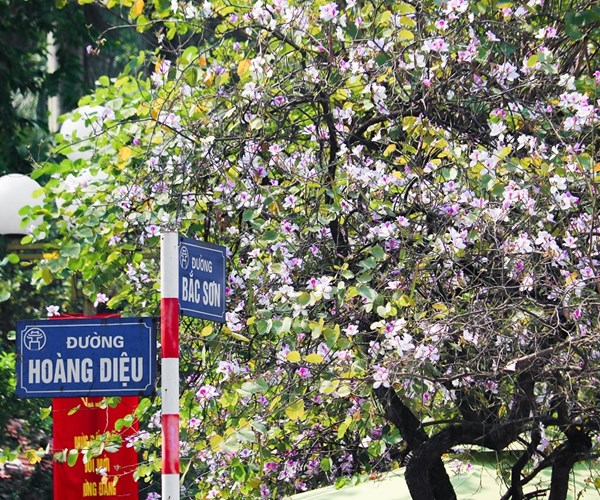 Sắc hoa Tây Bắc nở rộ giữa lòng Hà Nội - Anh 1