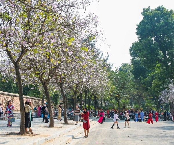 Sắc hoa Tây Bắc nở rộ giữa lòng Hà Nội - Anh 2