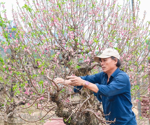 Sau Tết, đào Nhật Tân hối hả 