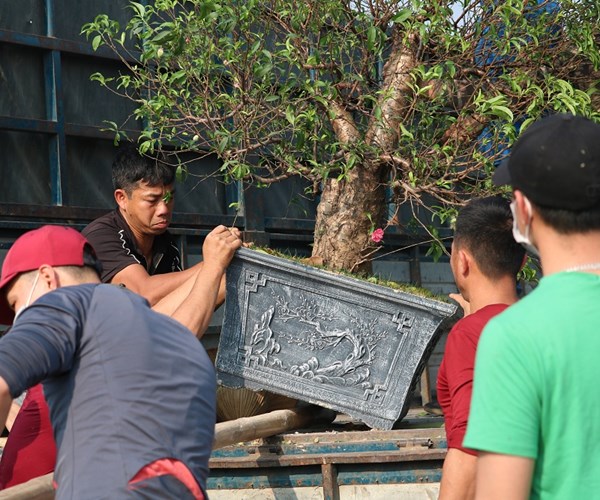 Sau Tết, đào Nhật Tân hối hả 
