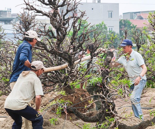 Sau Tết, đào Nhật Tân hối hả 